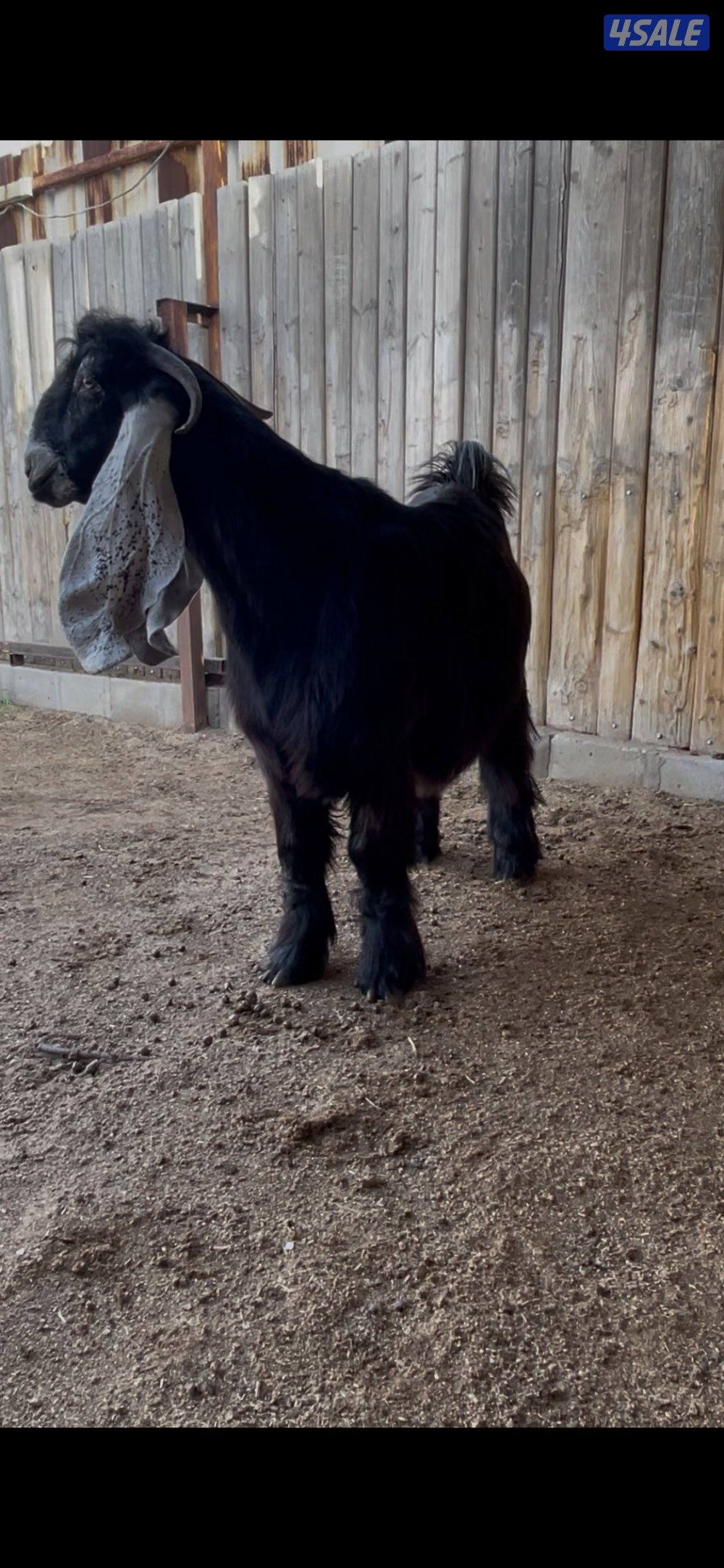 للبيع 3 تيوس عوارض مرسسه وخصم العمر سنه6