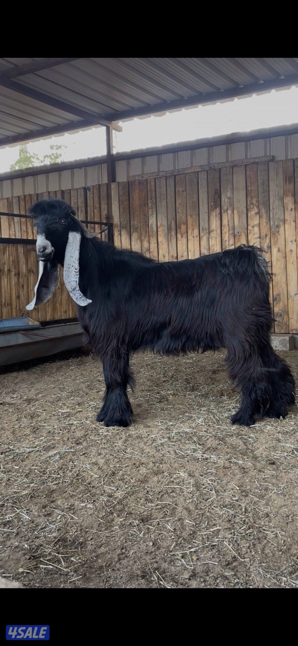 للبيع 3 تيوس عوارض مرسسه وخصم العمر سنه7