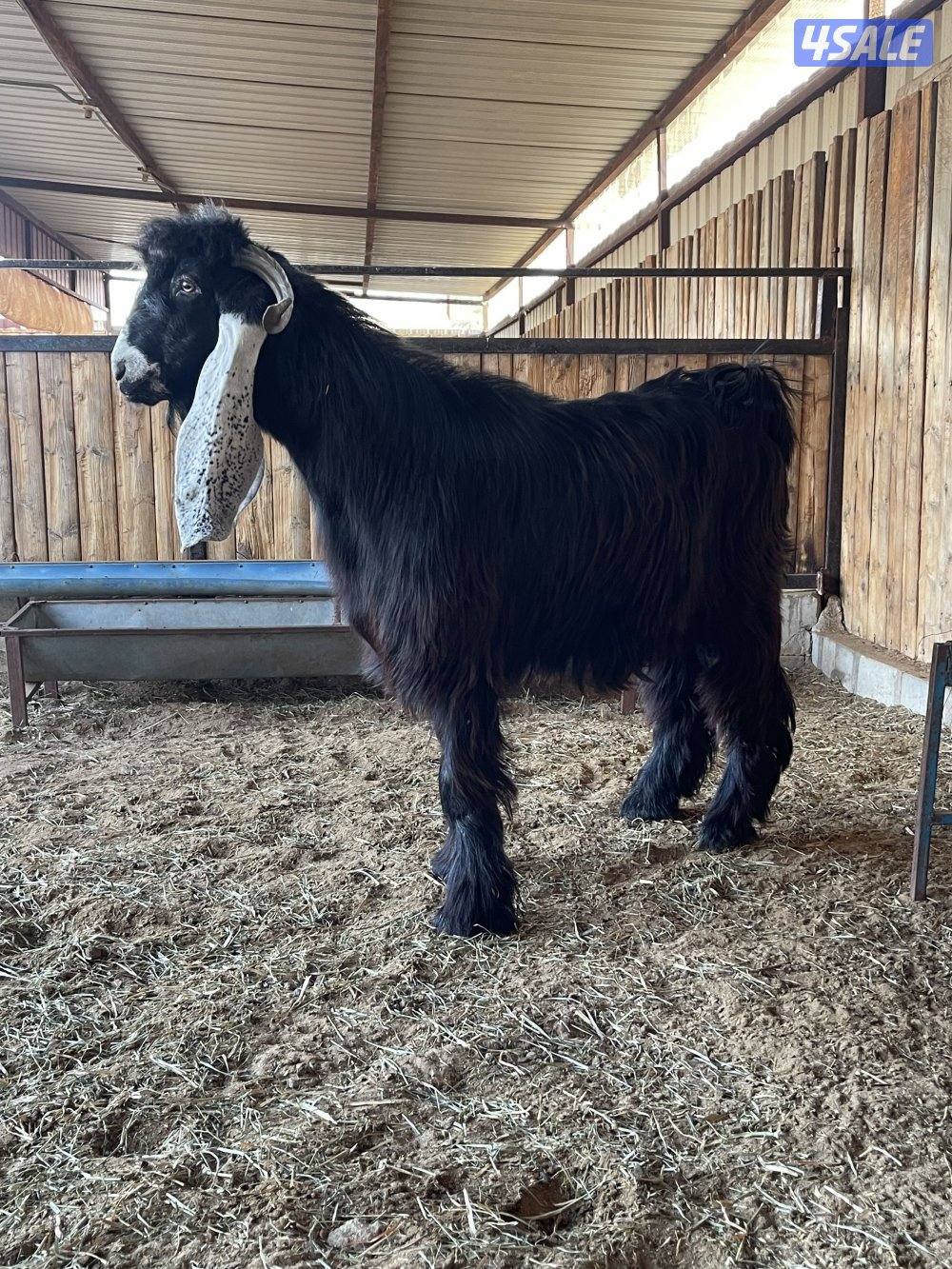 للبيع 3 تيوس عوارض مرسسه وخصم العمر سنه8