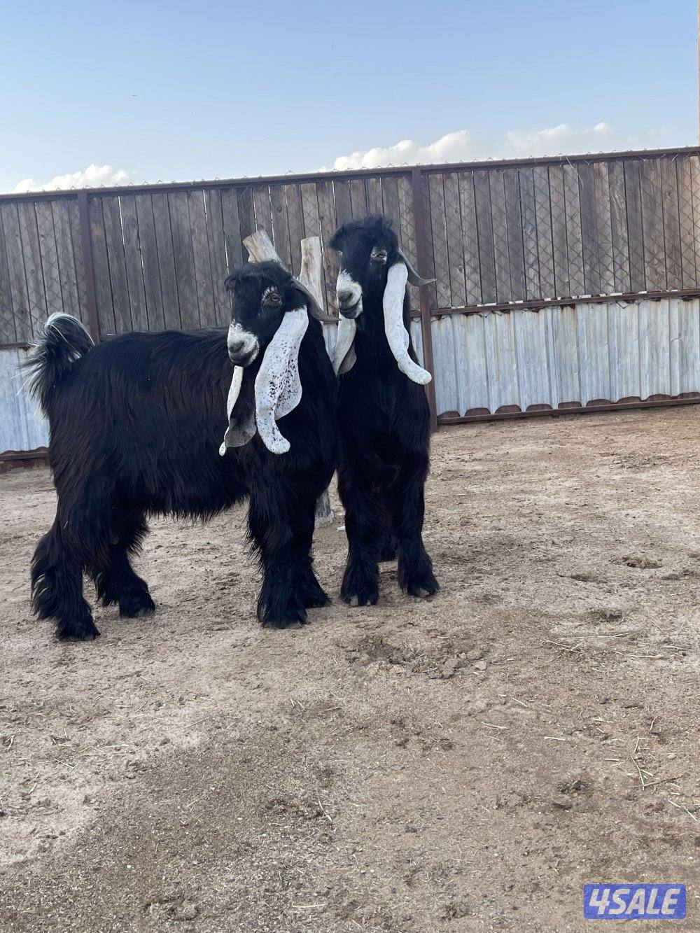 للبيع 3 تيوس عوارض مرسسه وخصم العمر سنه9