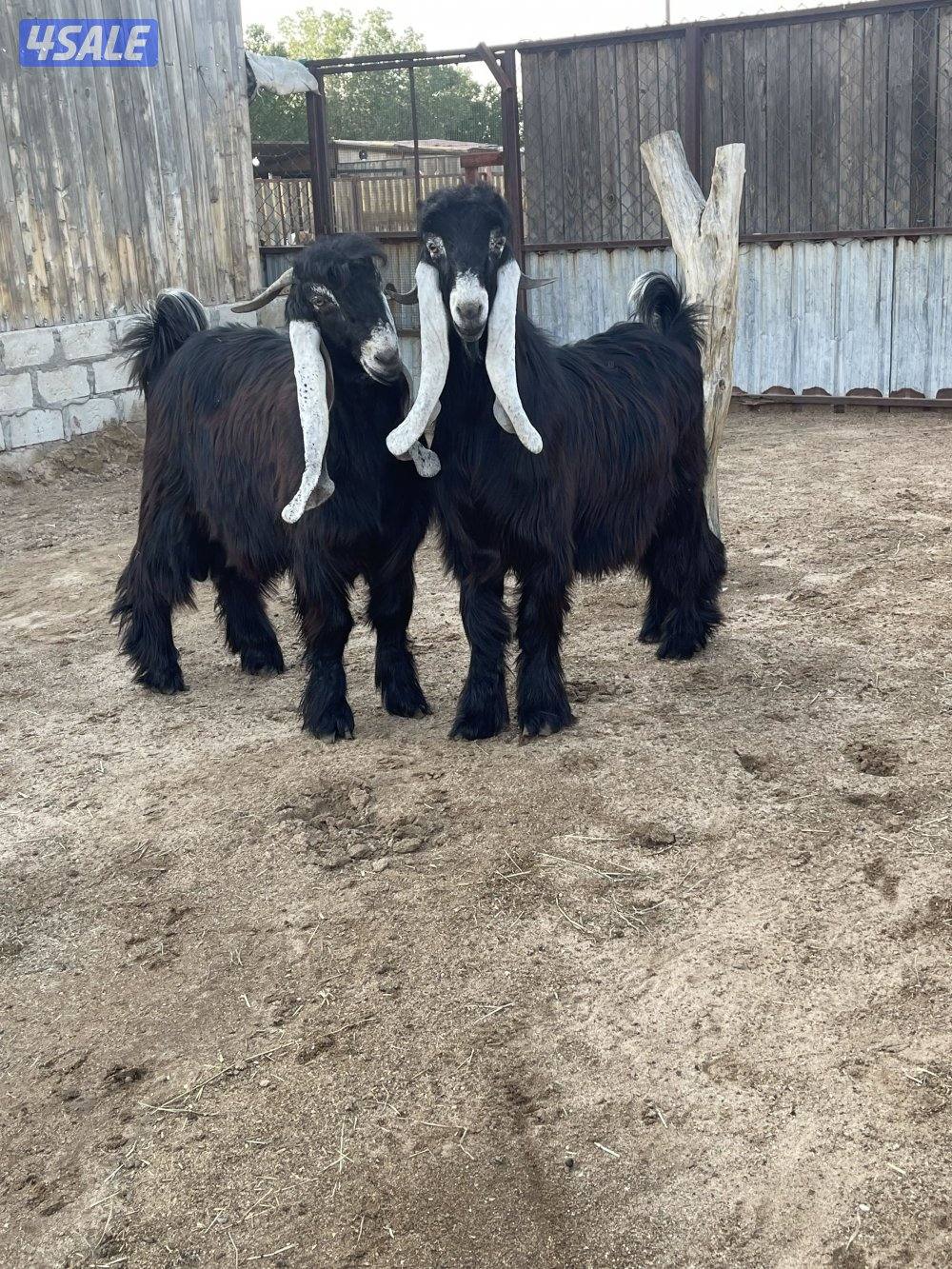 للبيع 3 تيوس عوارض مرسسه وخصم العمر سنه10