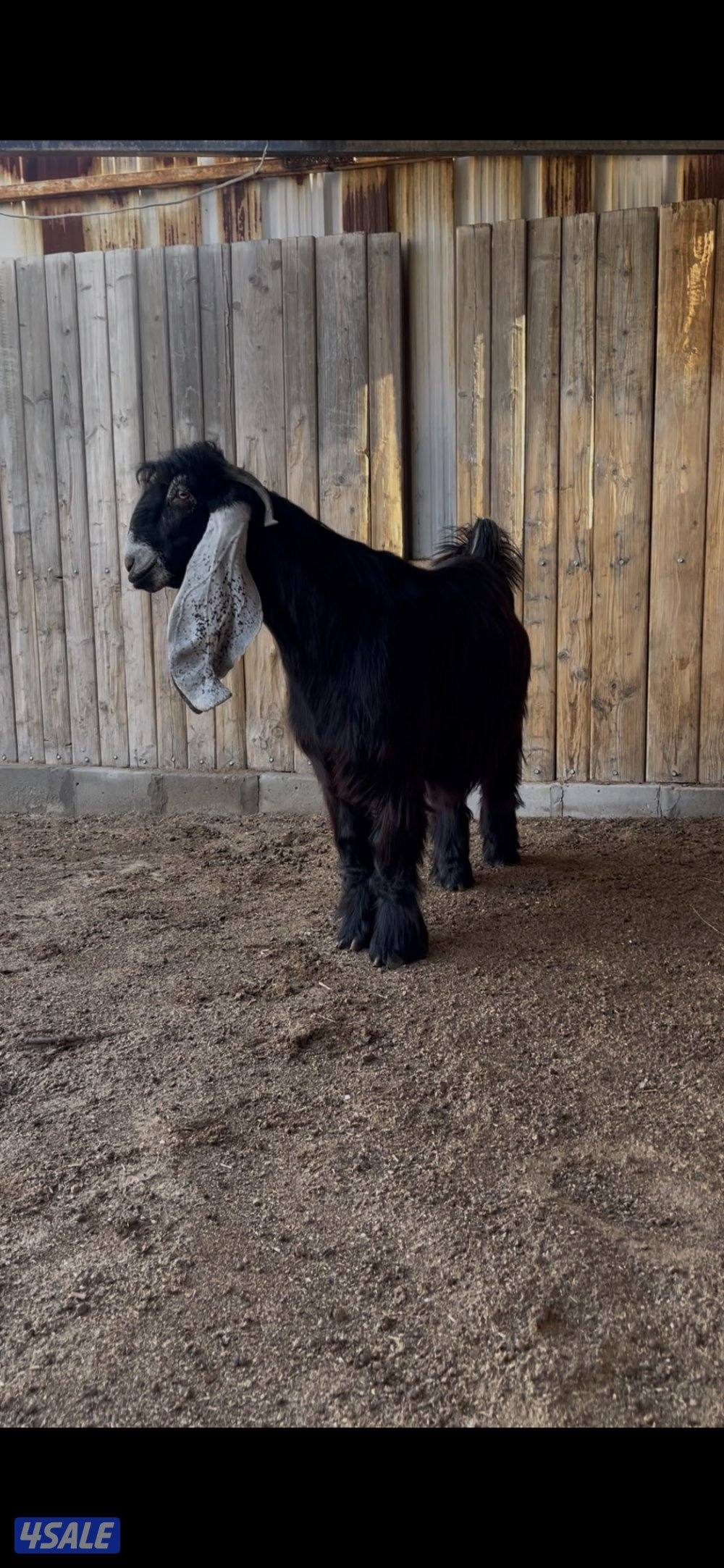 للبيع 3 تيوس عوارض مرسسه وخصم العمر سنه11