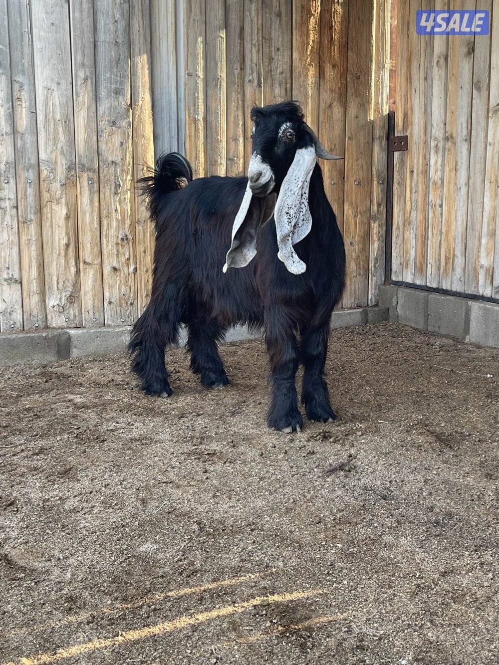 للبيع 3 تيوس عوارض مرسسه وخصم العمر سنه13