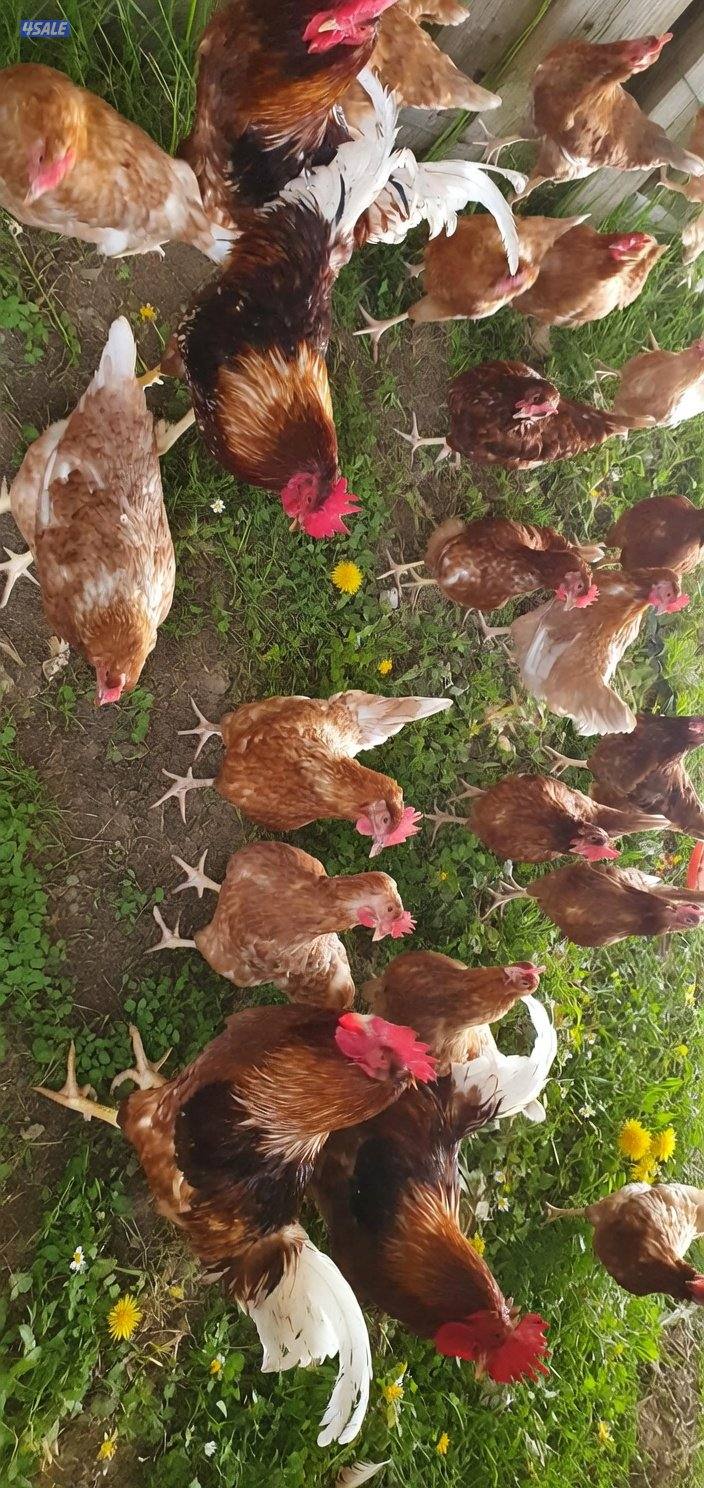 🥚للبيع اطباق بيض لوهمان بيور جامبو للفقاسه 🐣1