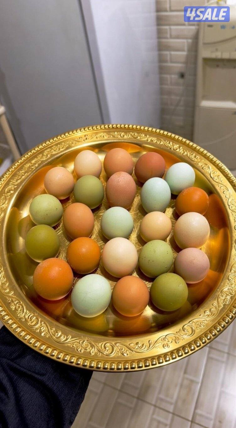 🐔للبيع بيض ملون للفقاسه تشكيله مميزه وعالميه 🐔0