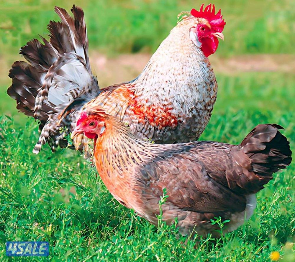 🐔للبيع بيض ملون للفقاسه تشكيله مميزه وعالميه 🐔1