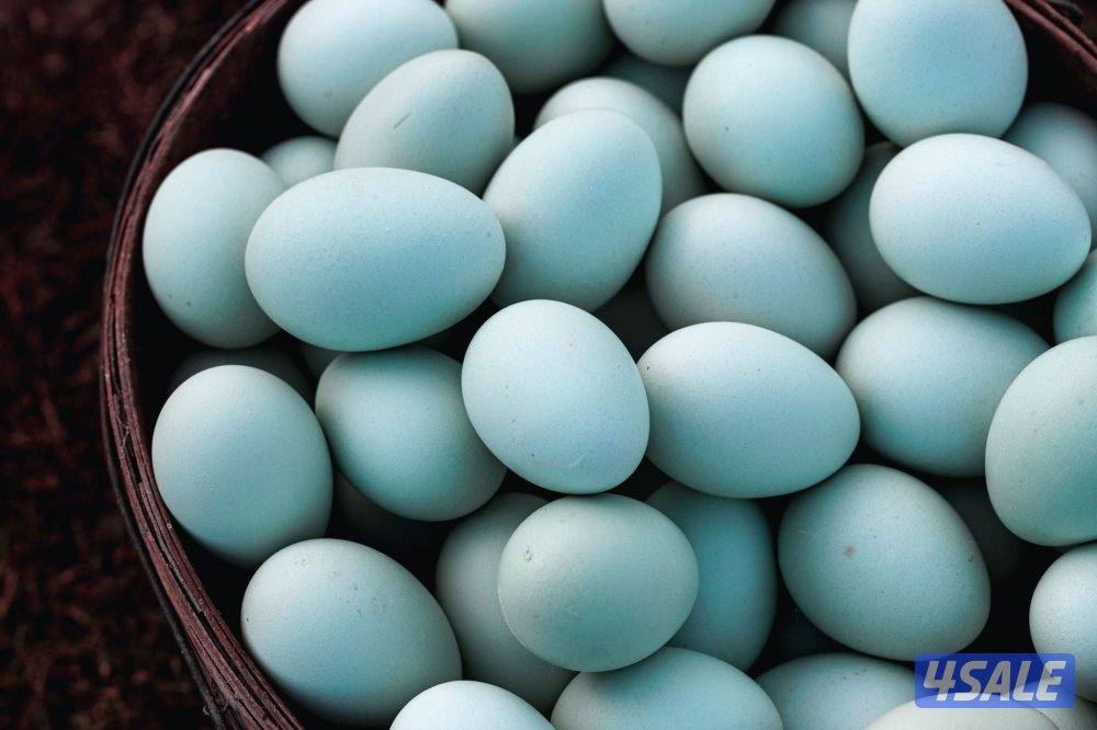 🐔للبيع بيض ملون للفقاسه تشكيله مميزه وعالميه 🐔2