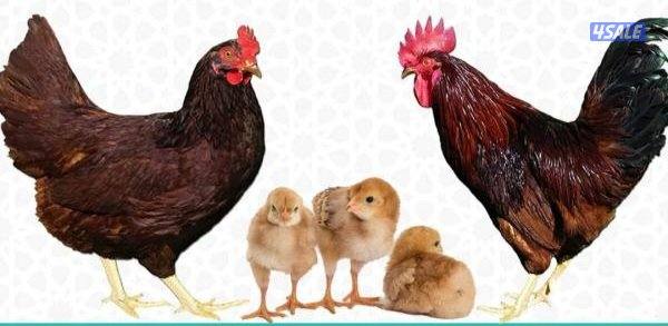 🐔للبيع بيض ملون للفقاسه تشكيله مميزه وعالميه 🐔3