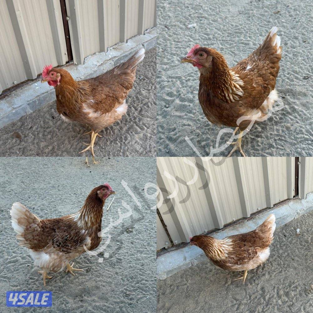 🐔للبيع بيض ملون للفقاسه تشكيله مميزه وعالميه 🐔4