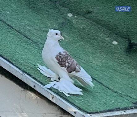 للبيع حمام زينه سوالو1