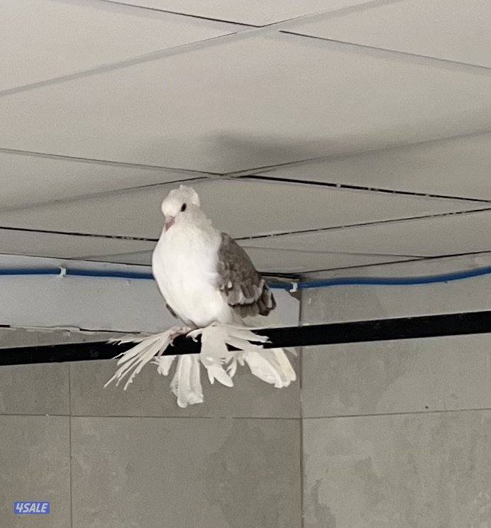 للبيع حمام زينه سوالو0