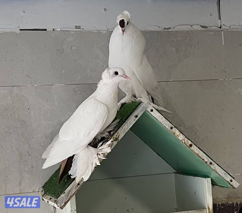 للبيع حمام زينه سوالو3