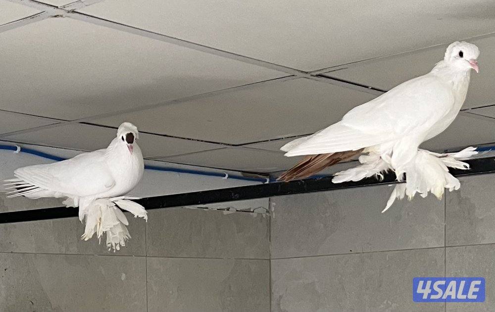 للبيع حمام زينه سوالو2