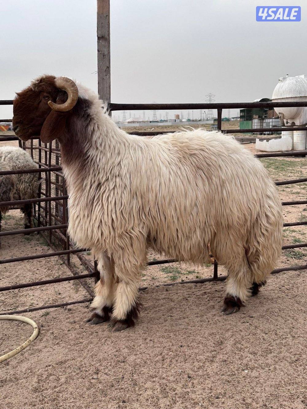 غنم عدد ٤ وفحل رباع0