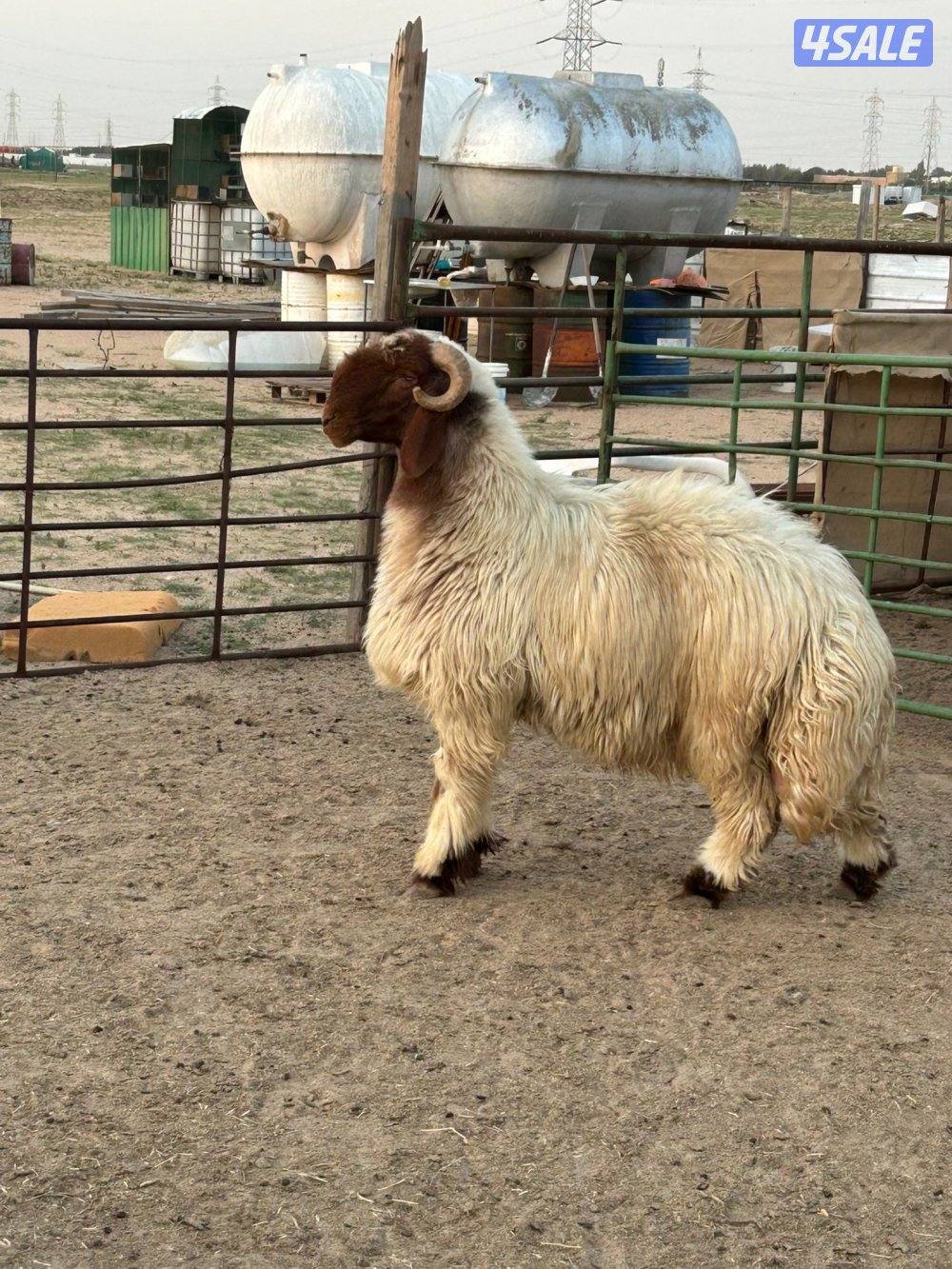 غنم عدد ٤ وفحل رباع1