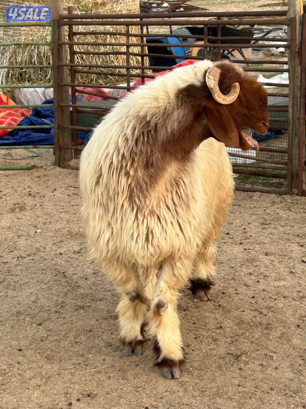 غنم عدد ٤ وفحل رباع2