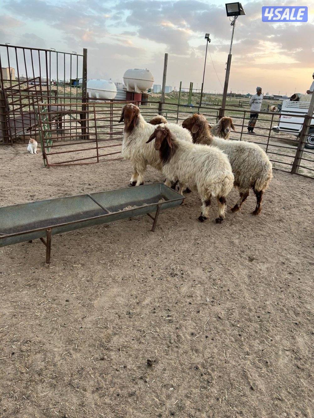 غنم عدد ٤ وفحل رباع3