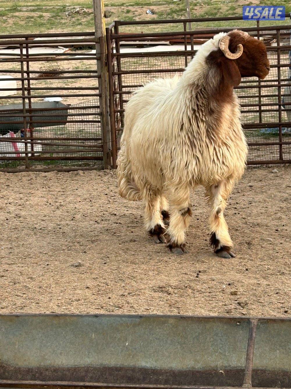 غنم عدد ٤ وفحل رباع4