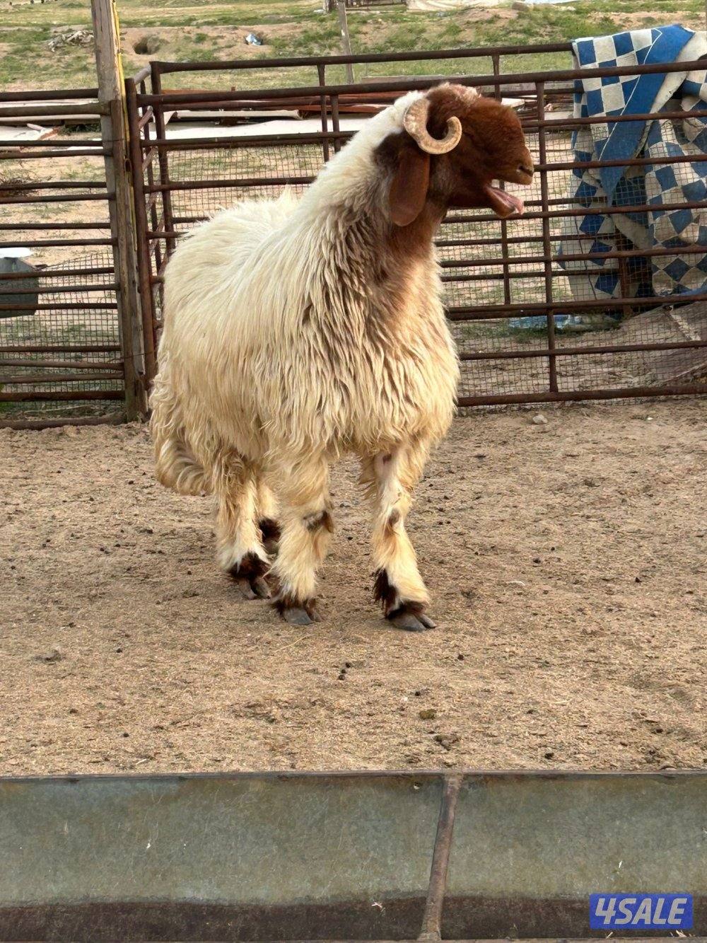 غنم عدد ٤ وفحل رباع5