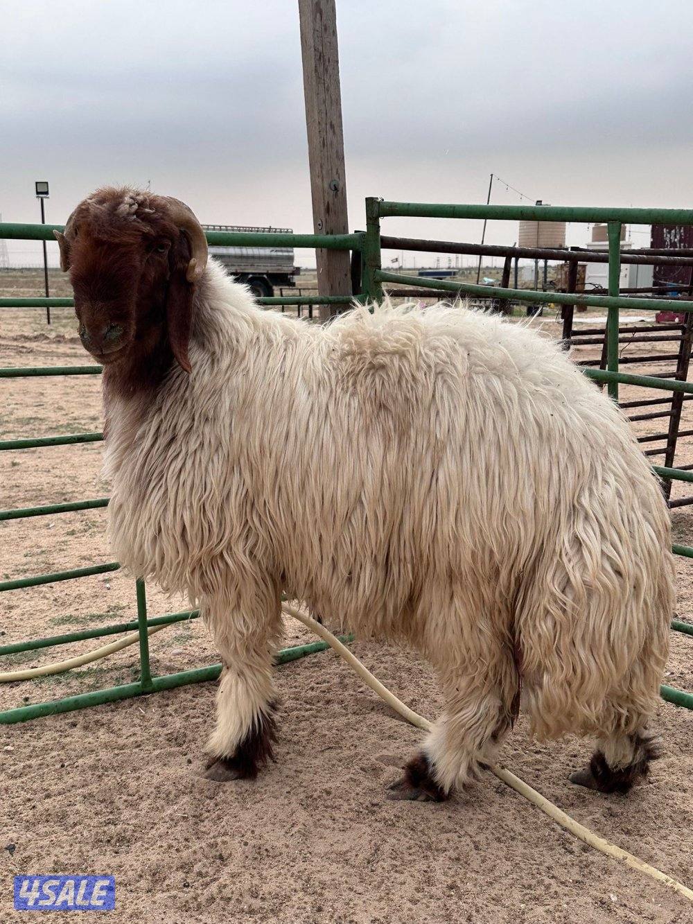 غنم عدد ٤ وفحل رباع6