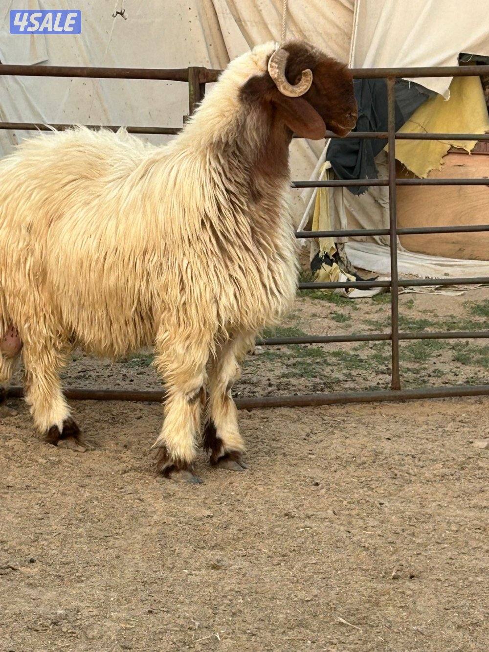 غنم عدد ٤ وفحل رباع8