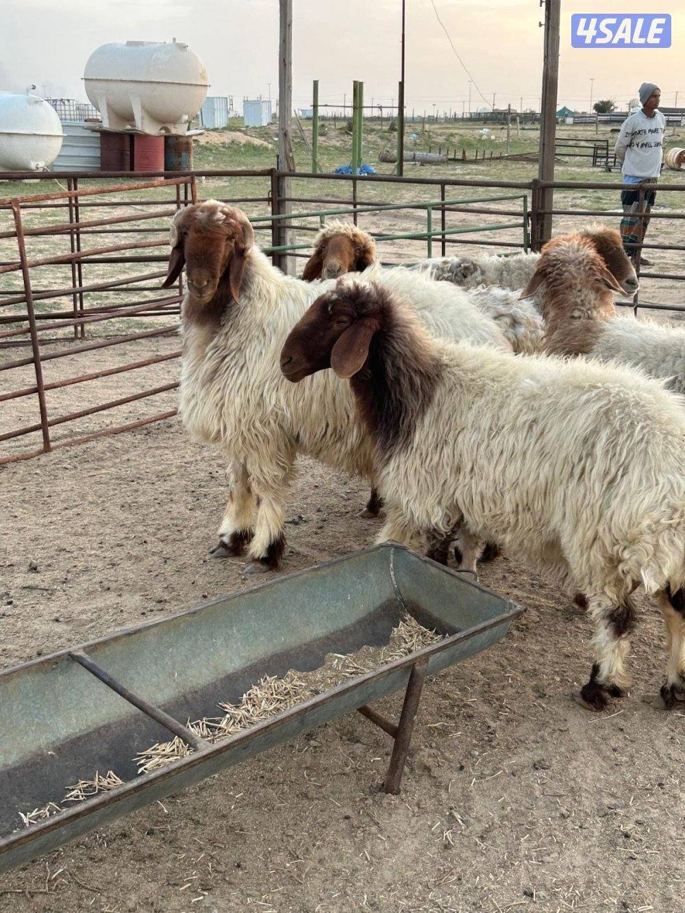 غنم عدد ٤ وفحل رباع7