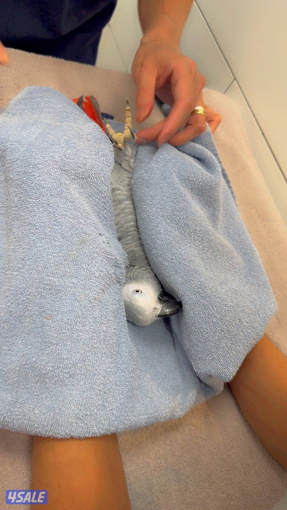 للبيع كاسكو4