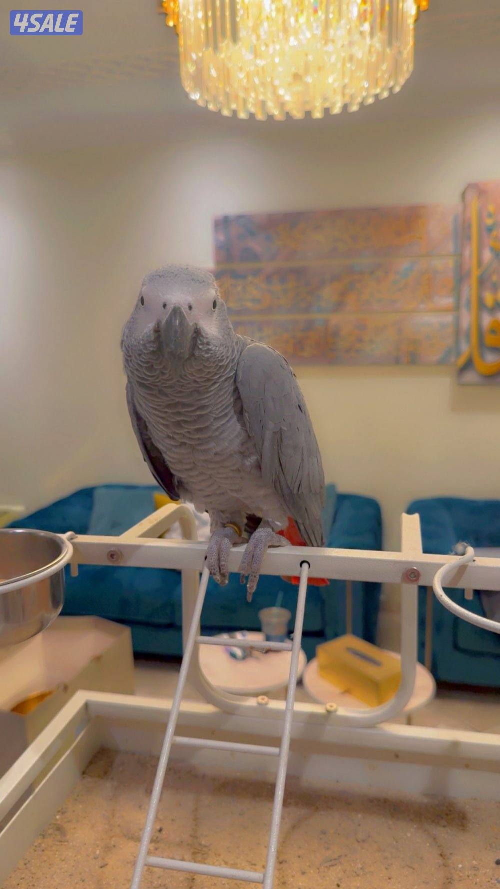 للبيع كاسكو3