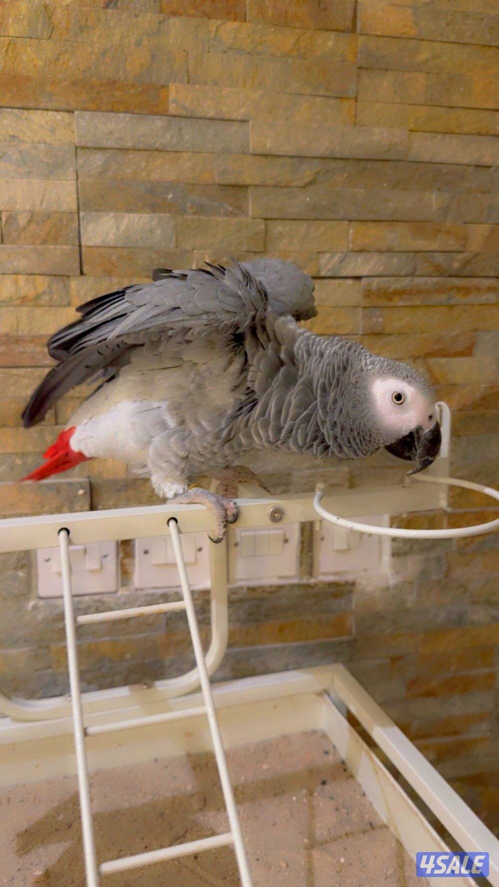 للبيع كاسكو1