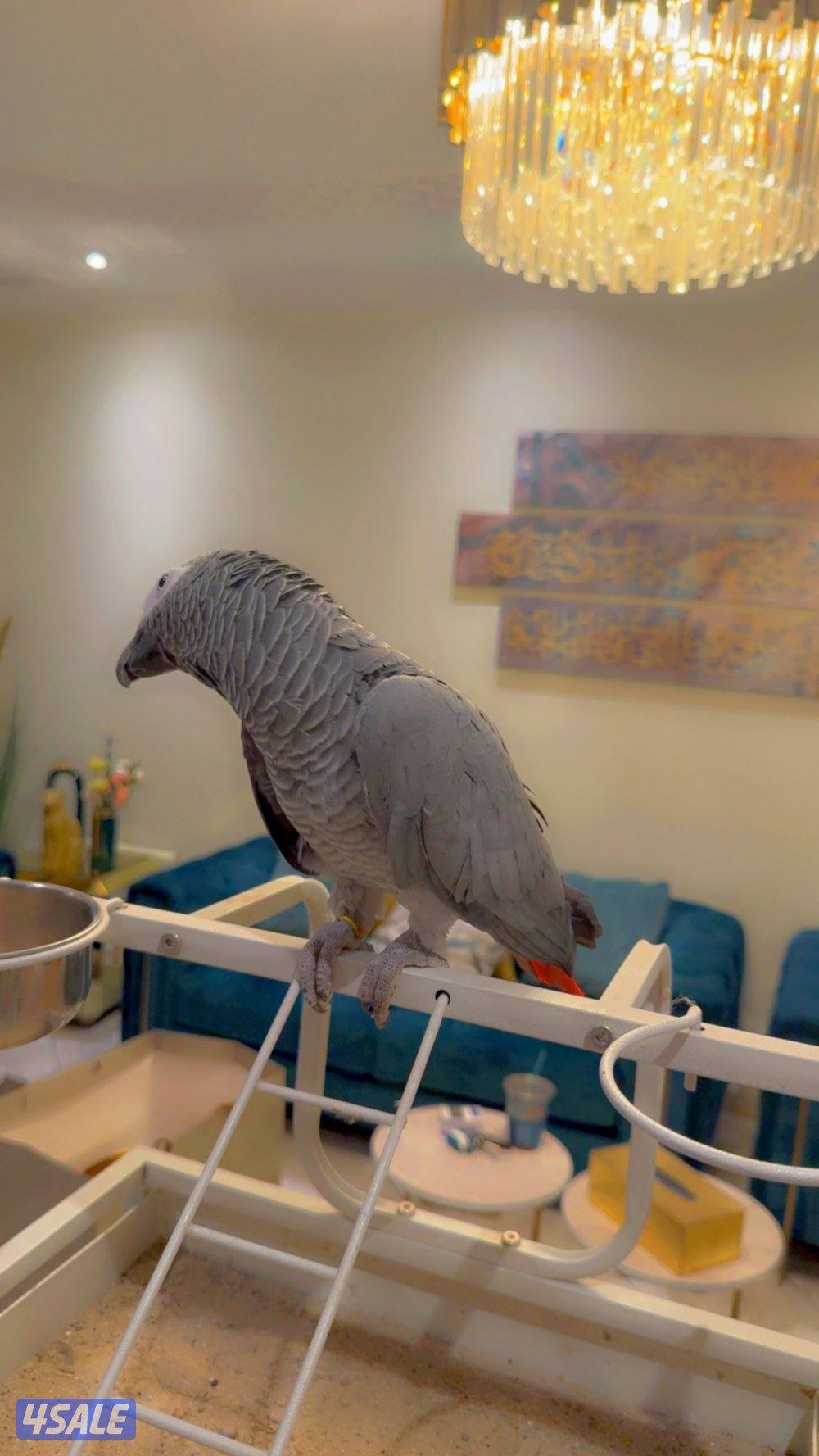 للبيع كاسكو2