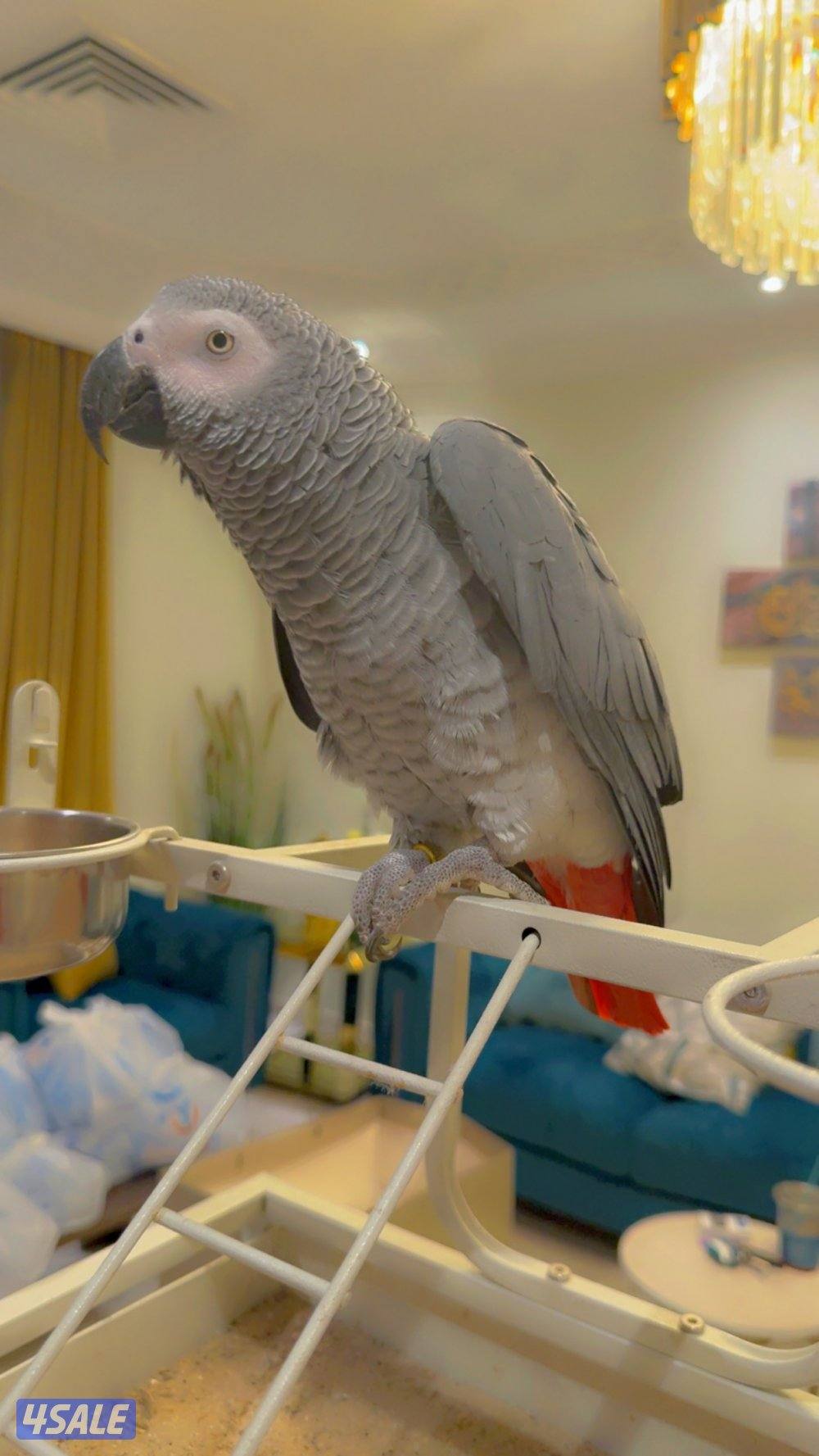 للبيع كاسكو0