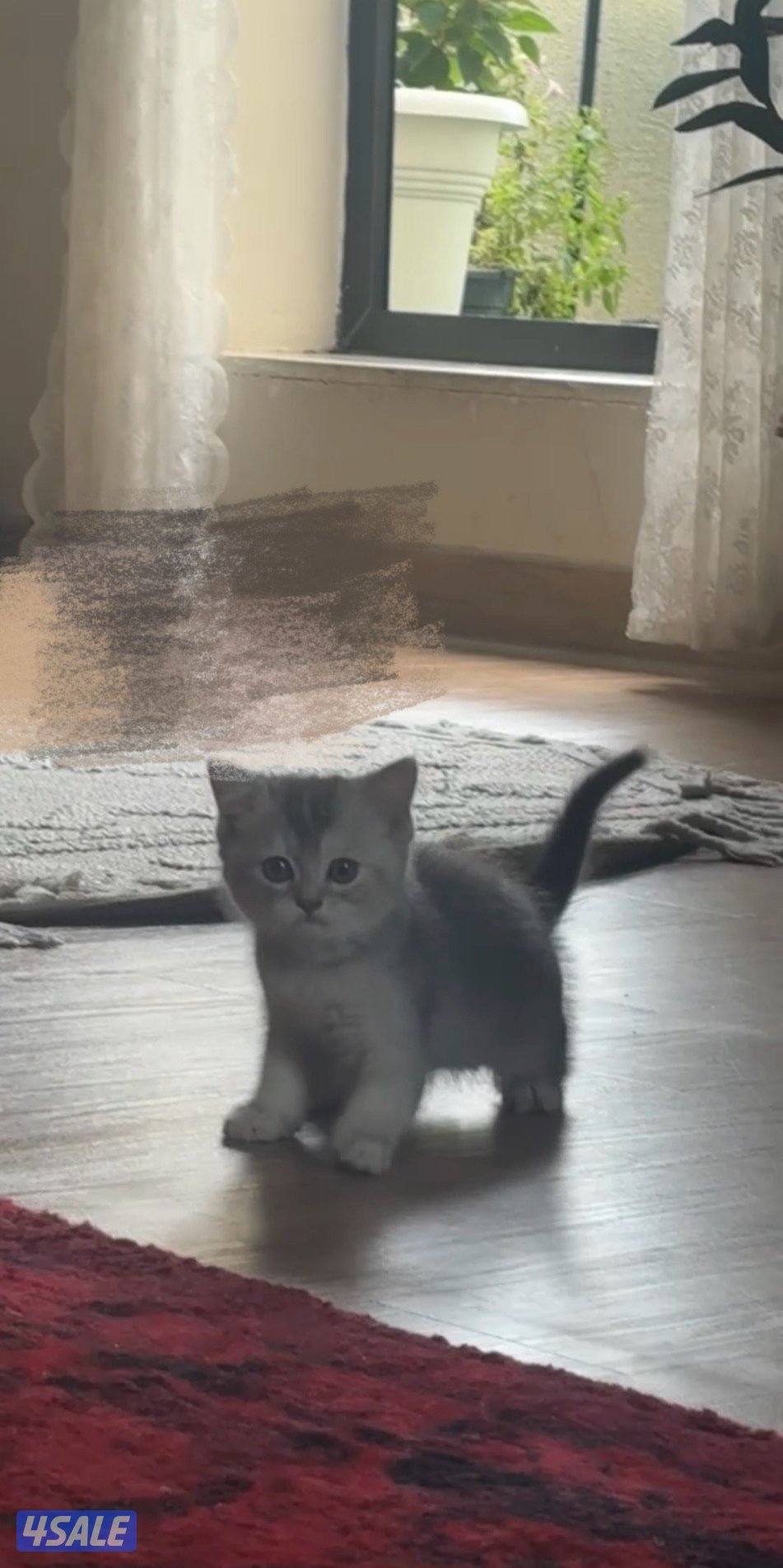 كتن سكوتش فولد🐾0