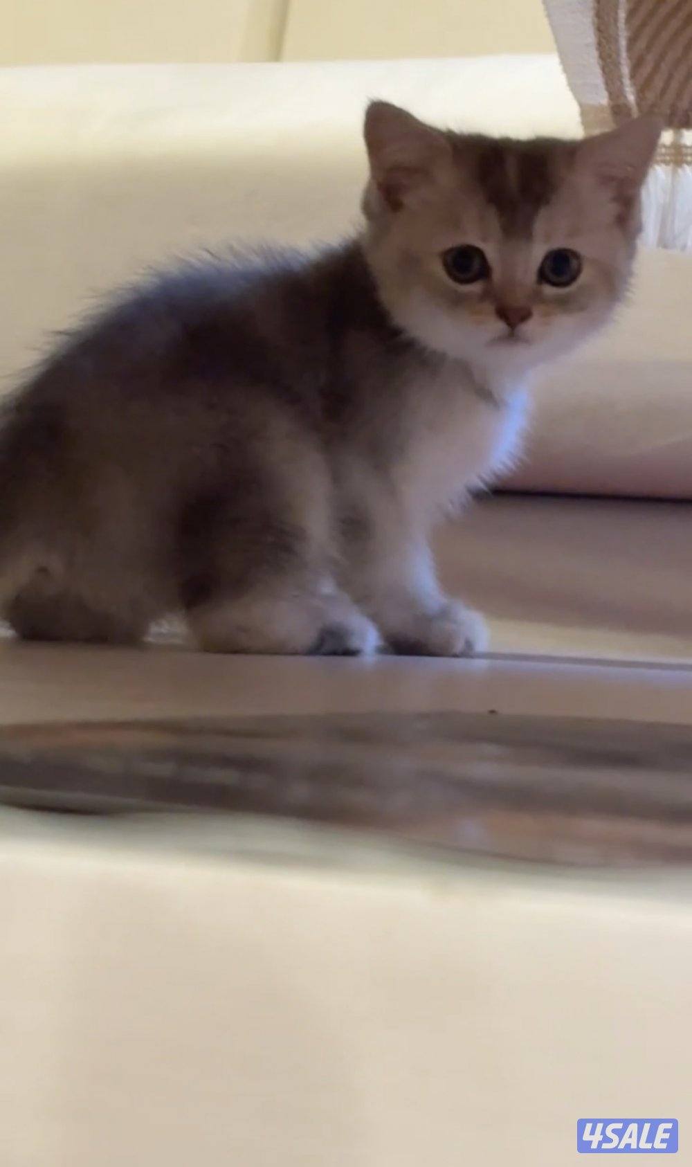 كتن سكوتش فولد🐾1