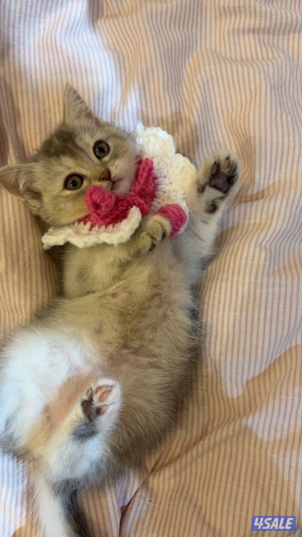 كتن سكوتش فولد🐾2