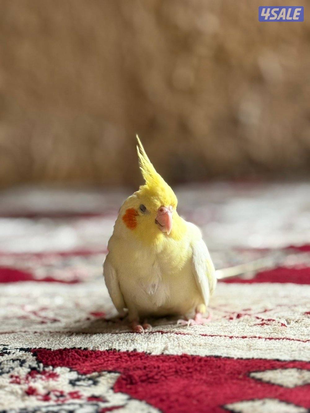 متوفر انواع الطيور تغريد و دجاج نوعيه فاخر حسب الطلب شرط الصحه جيد جدا0