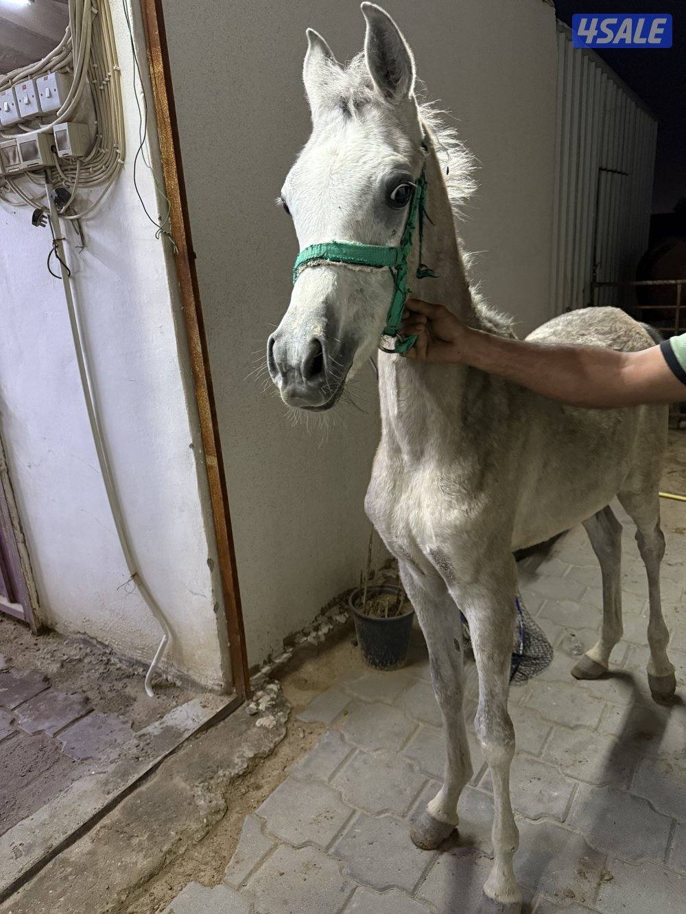 مهرين العمر ٧ شهور بلديات السعر ١٠٠ للاثنين المهار بصحه جيده جداً0