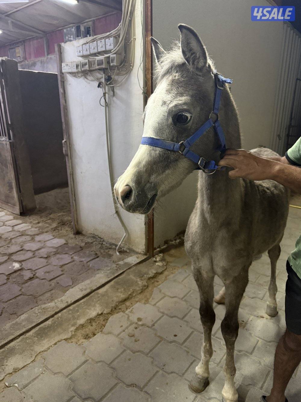 مهرين العمر ٧ شهور بلديات السعر ١٠٠ للاثنين المهار بصحه جيده جداً1