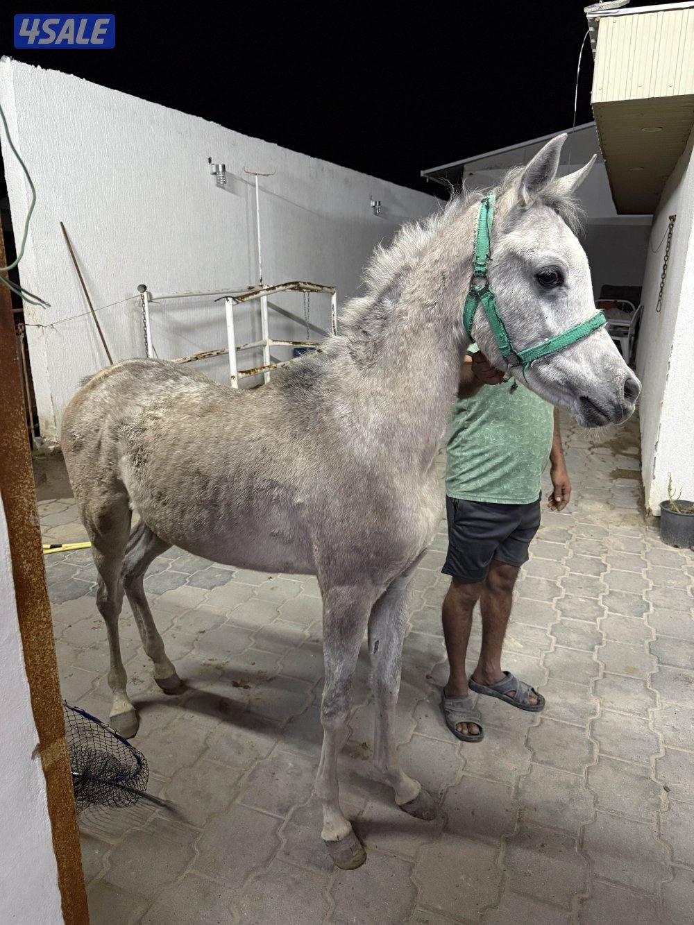 مهرين العمر ٧ شهور بلديات السعر ١٠٠ للاثنين المهار بصحه جيده جداً2