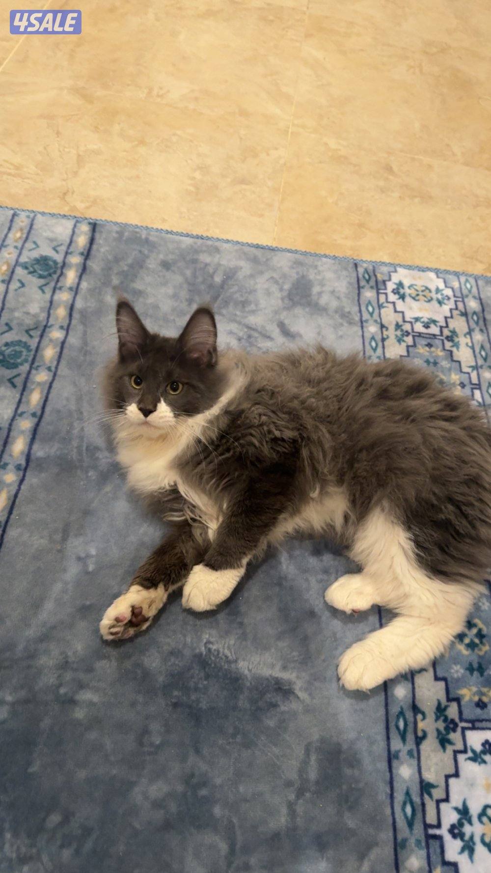 للبيع قط ماين كون0