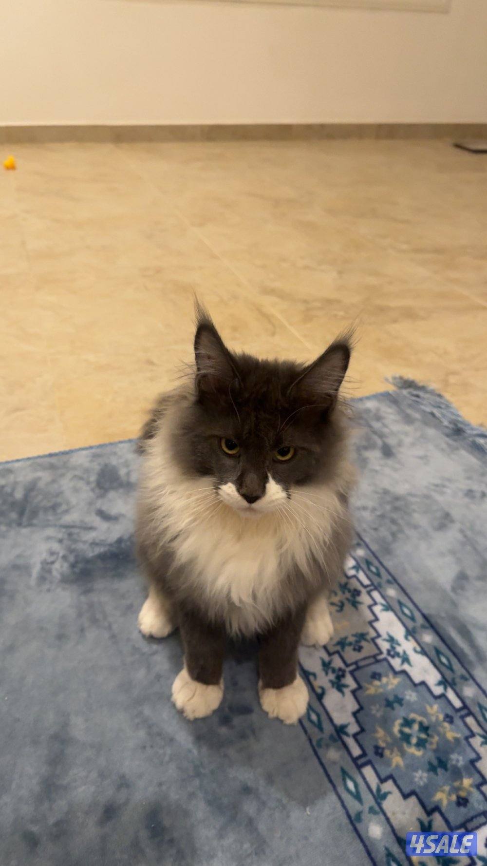 للبيع قط ماين كون1