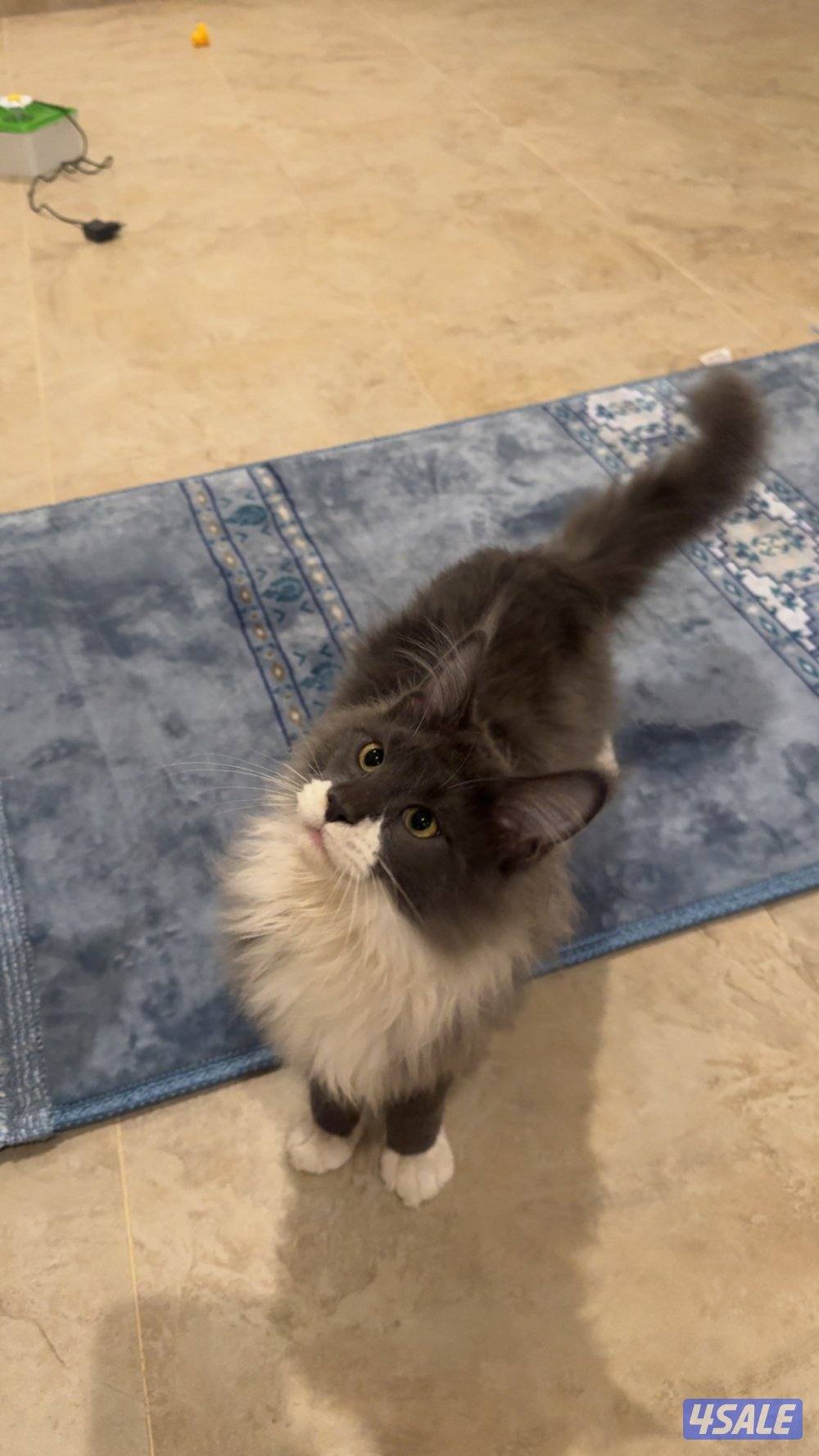 للبيع قط ماين كون2