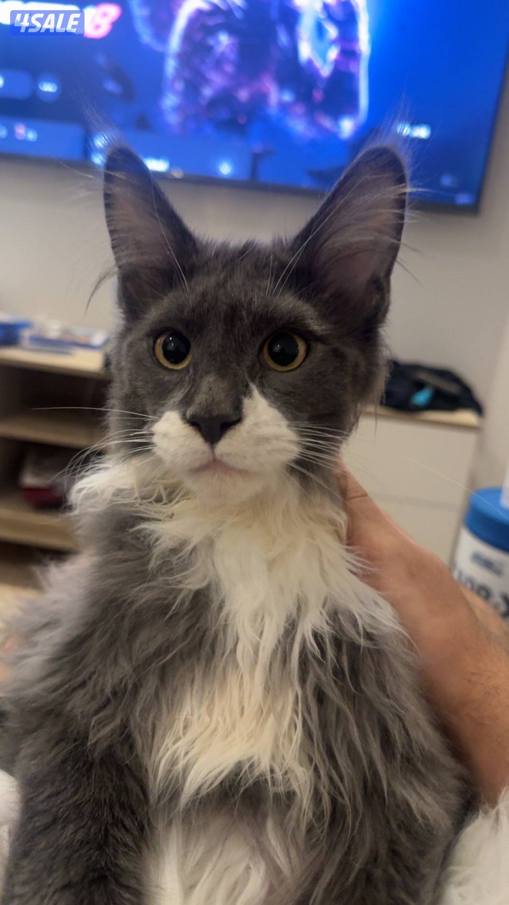 للبيع قط ماين كون3