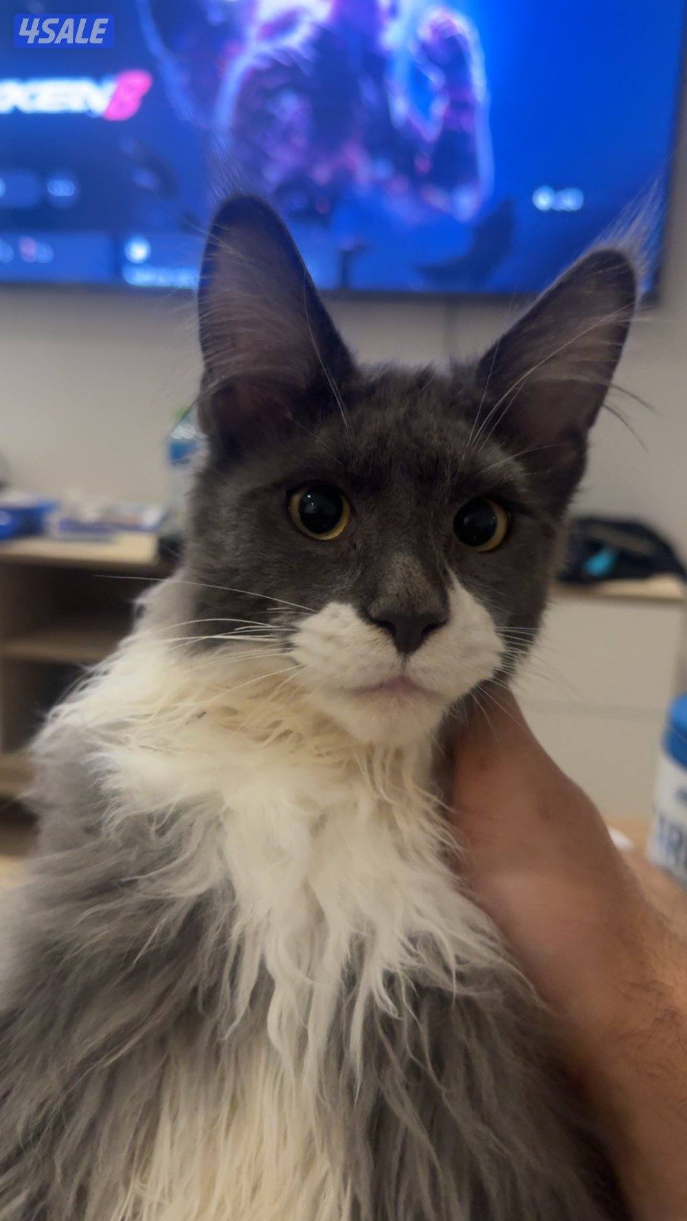 للبيع قط ماين كون4