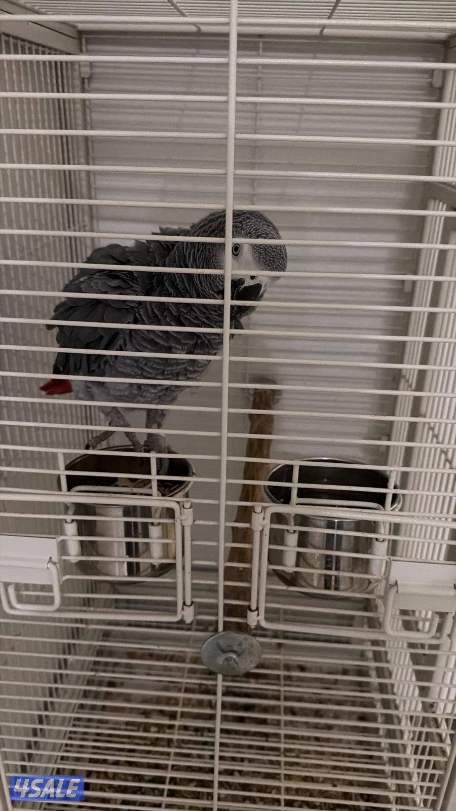 كاسكو. الليف لعوب يتكلم صغير بالعمر1