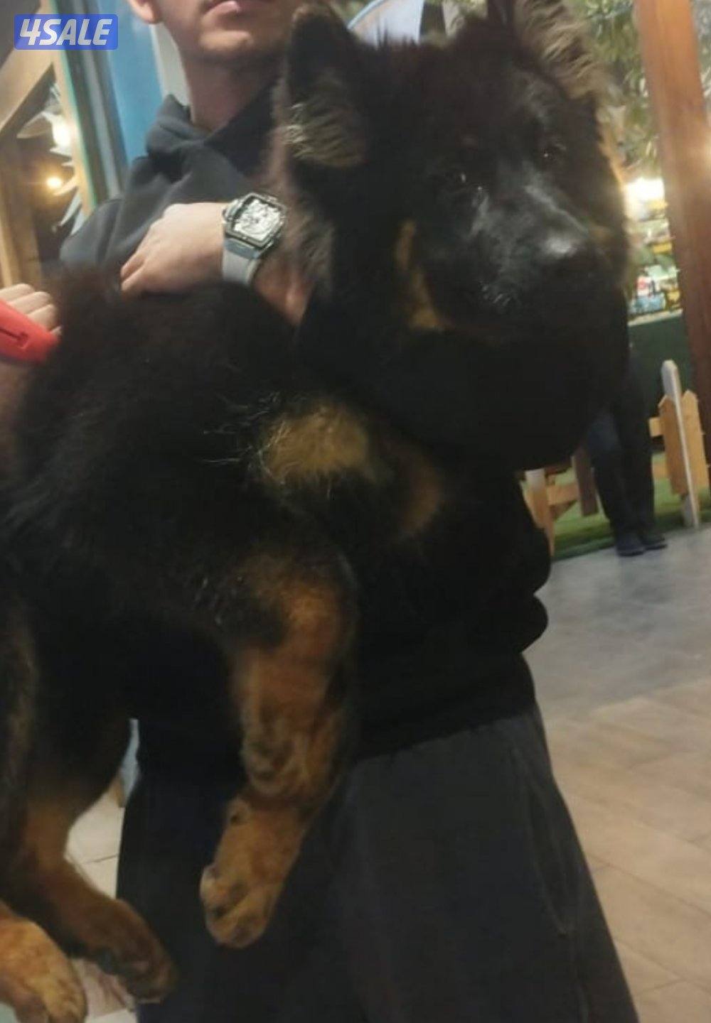 للبيع جيرمن شبرد1