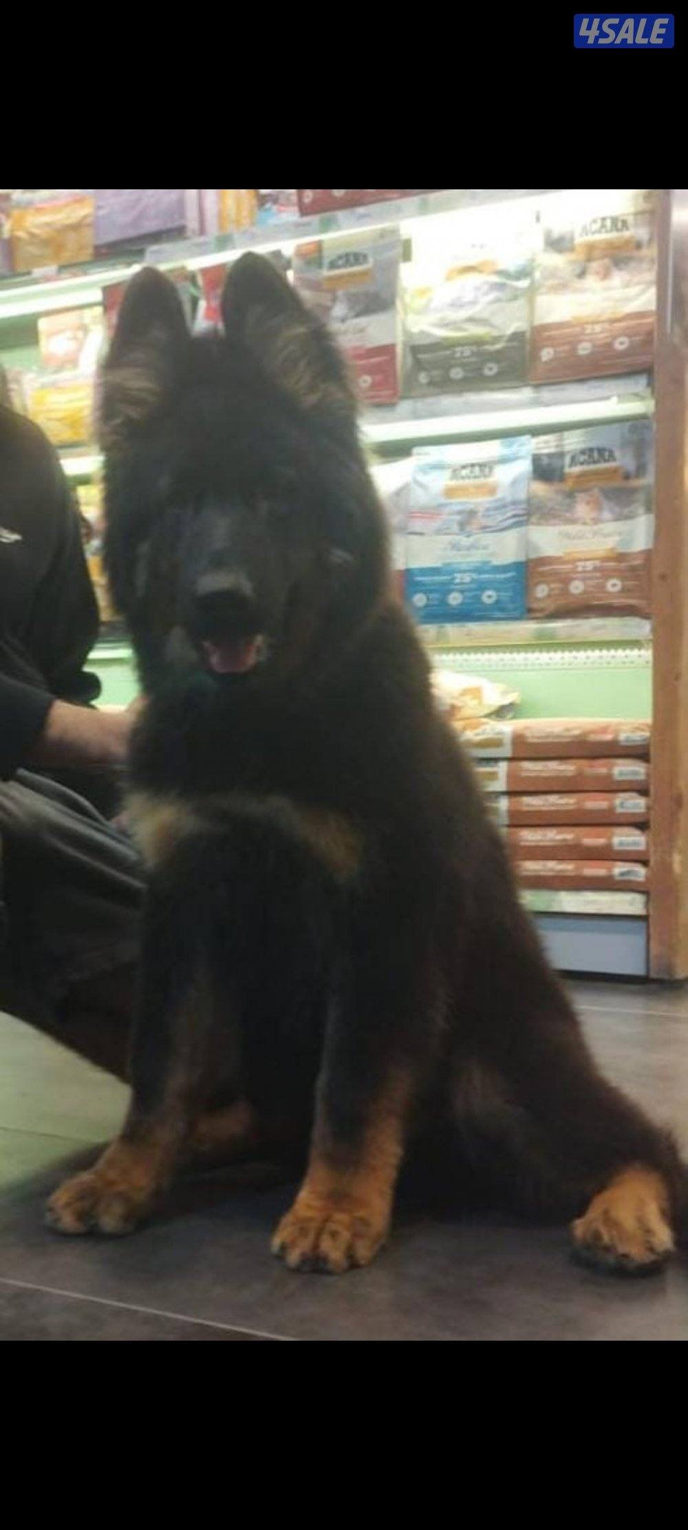 للبيع جيرمن شبرد2