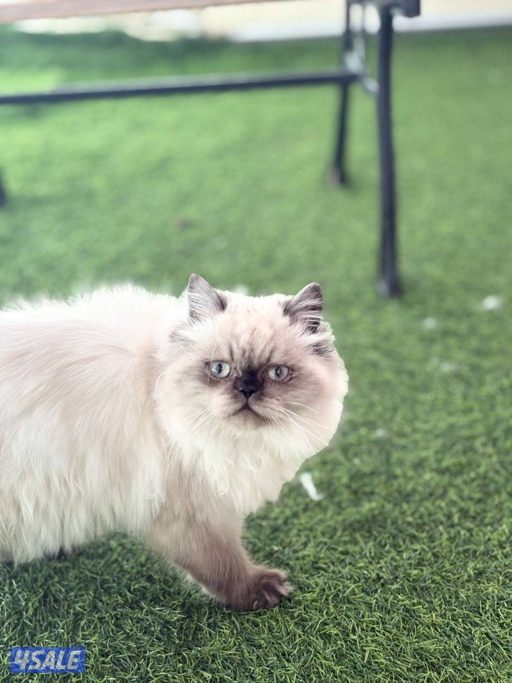 قط  ذكر هاملين للبيع0