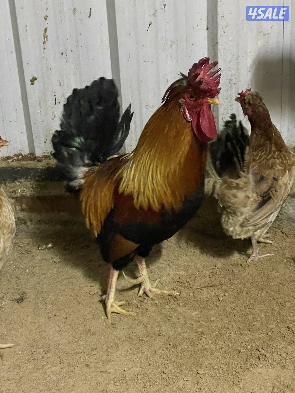 ثلاث دياكة عربي ترثة قديم انتاج عندي وابوهم مشتراه غالي ( البيع جملة ف0