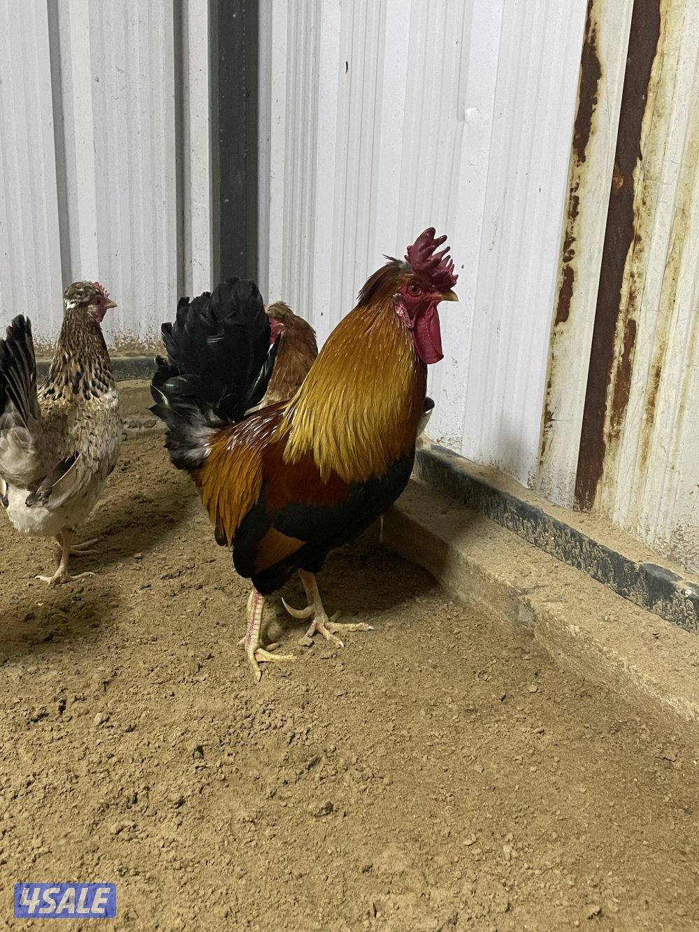 ثلاث دياكة عربي ترثة قديم انتاج عندي وابوهم مشتراه غالي ( البيع جملة ف1