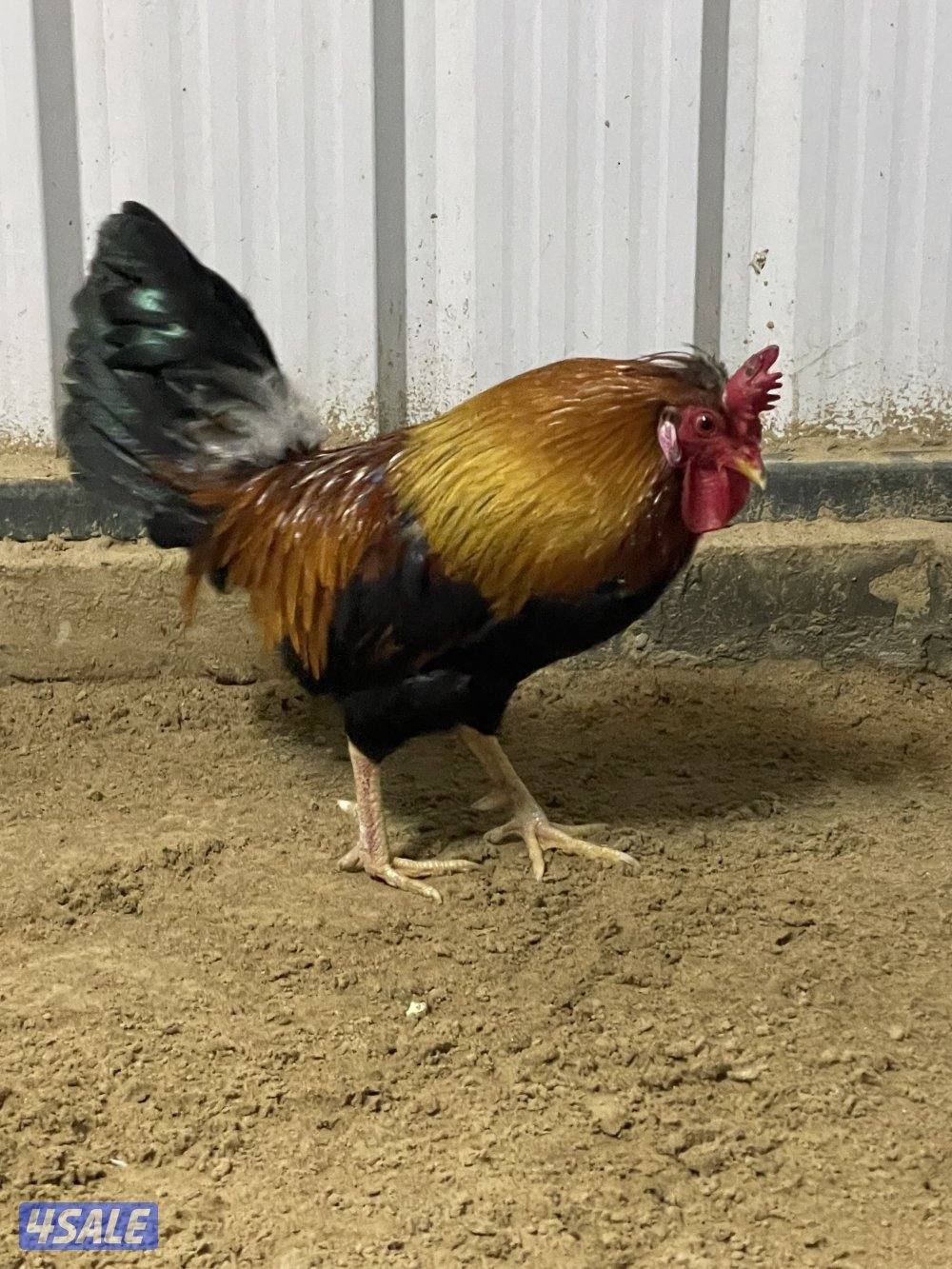 ثلاث دياكة عربي ترثة قديم انتاج عندي وابوهم مشتراه غالي ( البيع جملة ف3